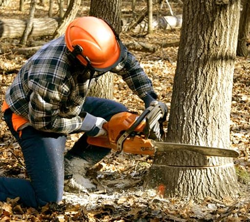 Tree Removal in Phenix, VA
